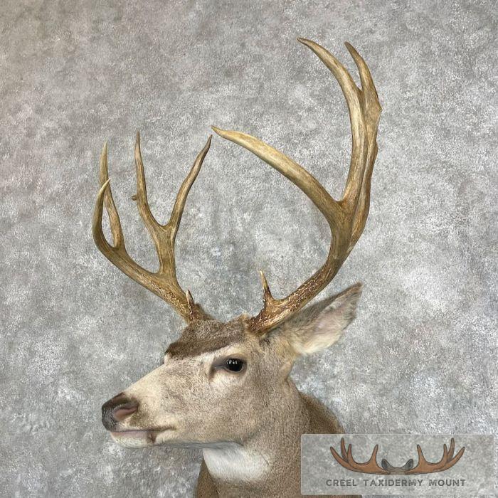 Mule Deer Taxidermy Shoulder Mount For Sale - Image 8