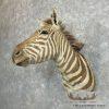 African Zebra Taxidermy Shoulder Mount For Sale - Image 2