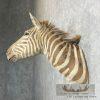 African Zebra Taxidermy Shoulder Mount For Sale - Image 3