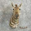 African Zebra Taxidermy Shoulder Mount For Sale - Image 4