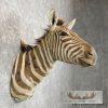 African Zebra Taxidermy Shoulder Mount For Sale - Image 5