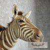 African Zebra Taxidermy Shoulder Mount For Sale - Image 6