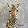 African Zebra Taxidermy Shoulder Mount For Sale - Image 7