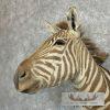 African Zebra Taxidermy Shoulder Mount For Sale - Image 8