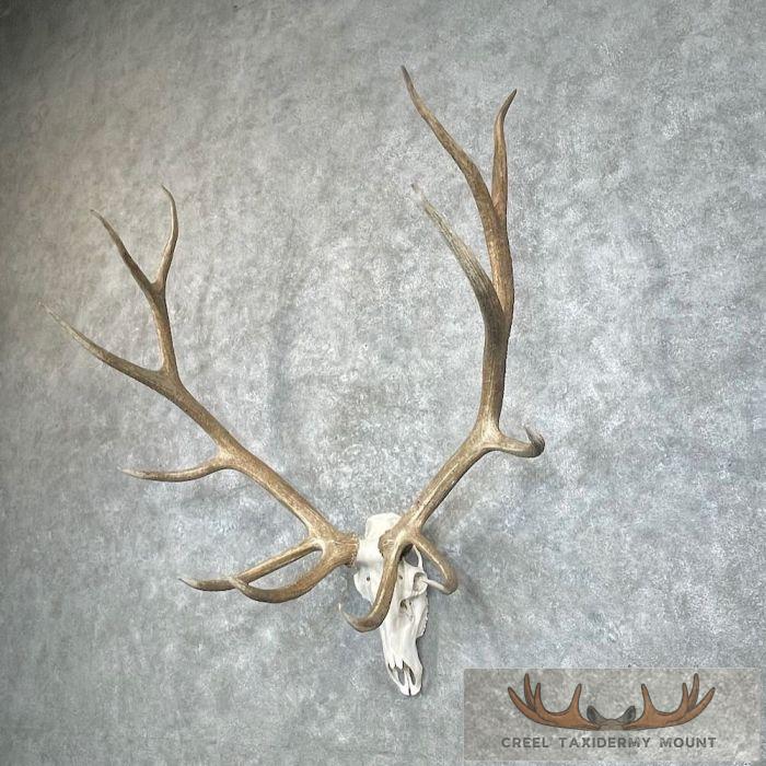 Rocky Mountain Elk Skull European Taxidermy Mount For Sale - Image 2