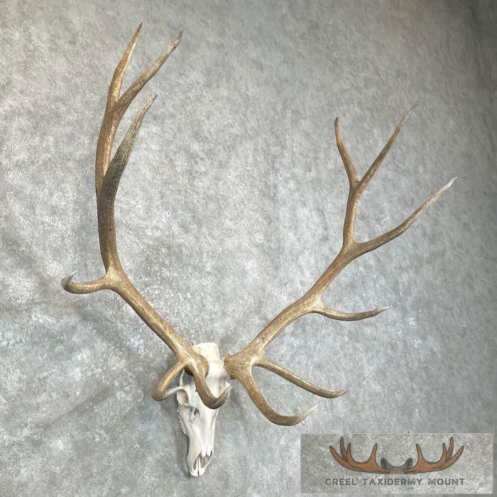 Rocky Mountain Elk Skull European Taxidermy Mount For Sale - Image 3
