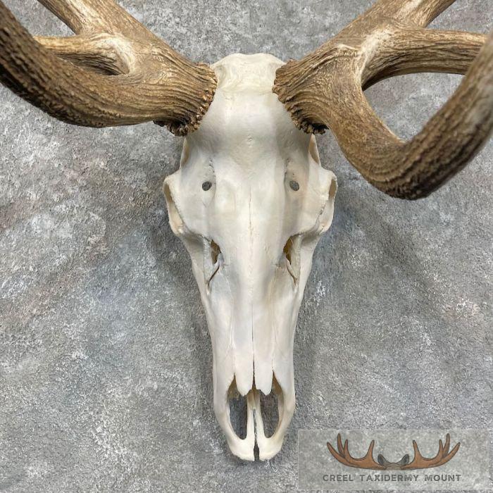 Rocky Mountain Elk Skull European Taxidermy Mount For Sale - Image 4