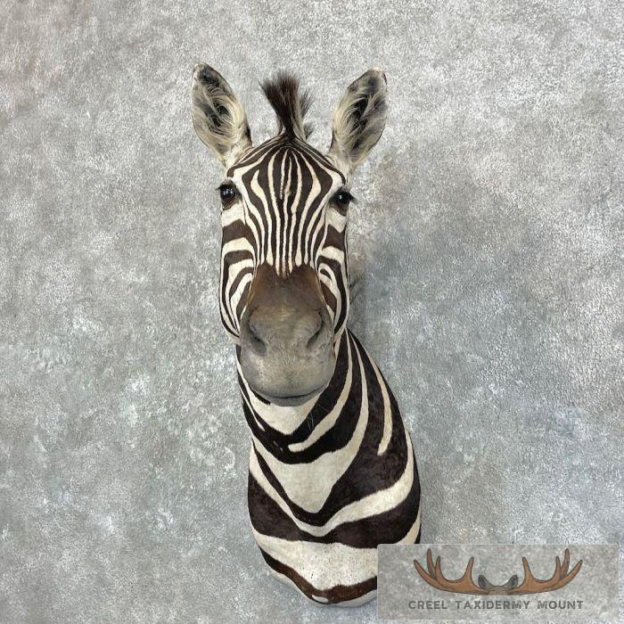 African Burchell's Zebra Taxidermy Shoulder Mount For Sale - Image 2