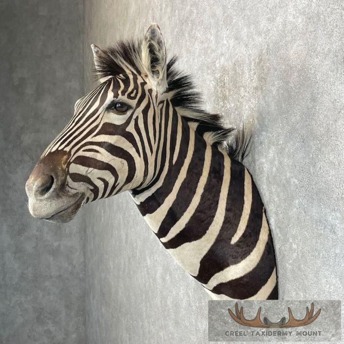 African Burchell's Zebra Taxidermy Shoulder Mount For Sale - Image 3