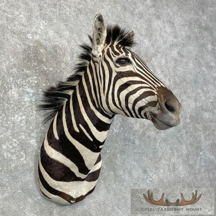 African Burchell's Zebra Taxidermy Shoulder Mount For Sale - Image 4