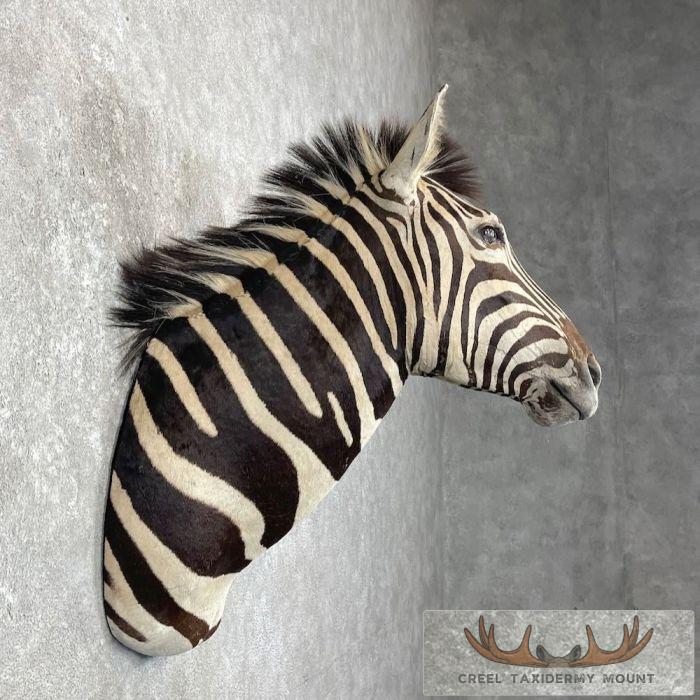 African Burchell's Zebra Taxidermy Shoulder Mount For Sale - Image 5