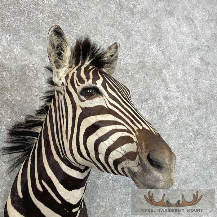 African Burchell's Zebra Taxidermy Shoulder Mount For Sale - Image 6