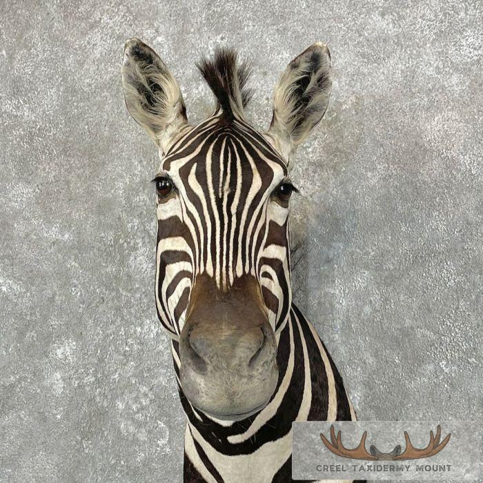 African Burchell's Zebra Taxidermy Shoulder Mount For Sale - Image 7