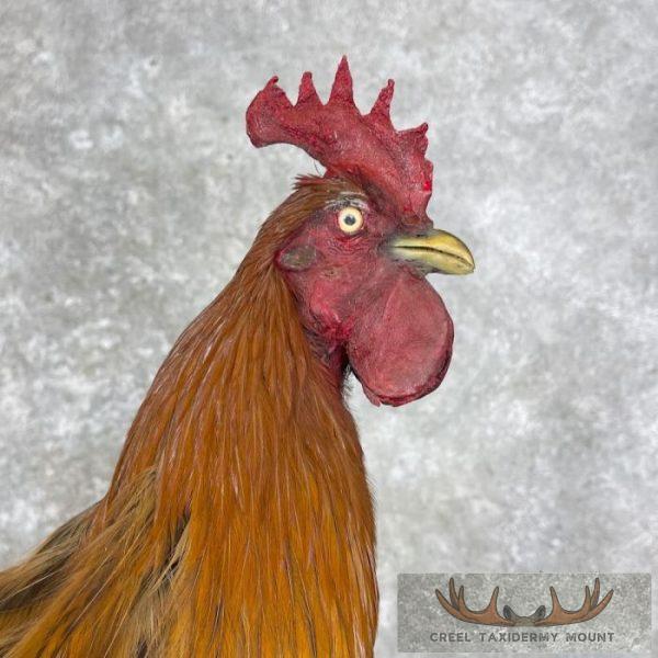 Domestic Chicken Rooster Taxidermy Mount For Sale - Image 2