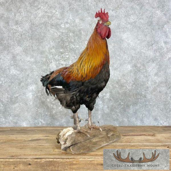 Domestic Chicken Rooster Taxidermy Mount For Sale - Image 3