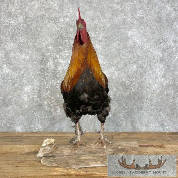 Domestic Chicken Rooster Taxidermy Mount For Sale - Image 4