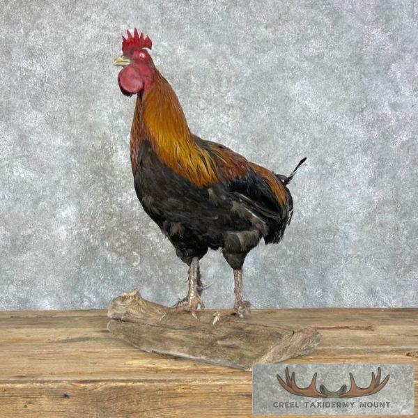 Domestic Chicken Rooster Taxidermy Mount For Sale - Image 5