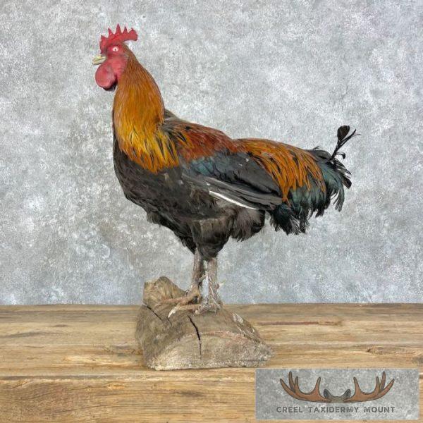 Domestic Chicken Rooster Taxidermy Mount For Sale - Image 6