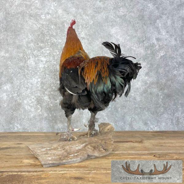 Domestic Chicken Rooster Taxidermy Mount For Sale - Image 7