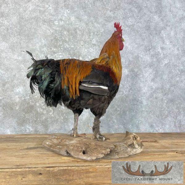 Domestic Chicken Rooster Taxidermy Mount For Sale - Image 8