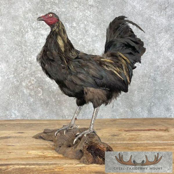 Domestic Chicken Taxidermy Mount For Sale - Image 3