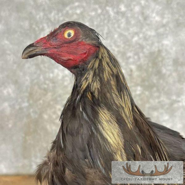 Domestic Chicken Taxidermy Mount For Sale - Image 2