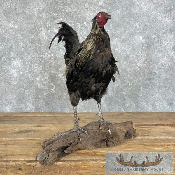 Domestic Chicken Taxidermy Mount For Sale - Image 4