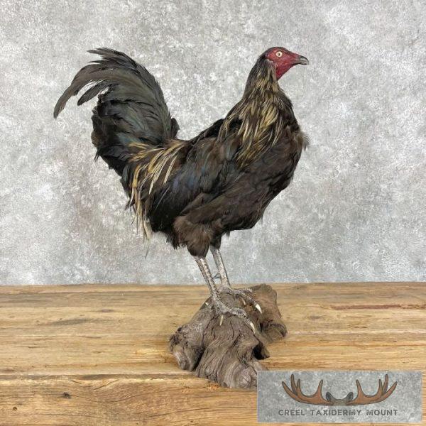 Domestic Chicken Taxidermy Mount For Sale - Image 5