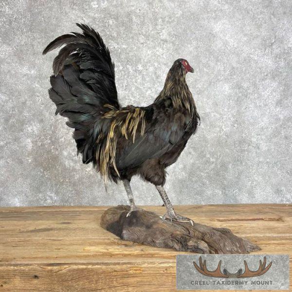 Domestic Chicken Taxidermy Mount For Sale - Image 6