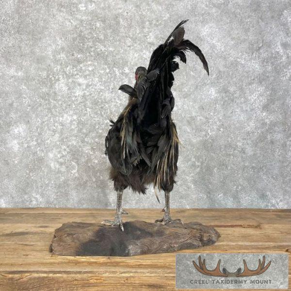 Domestic Chicken Taxidermy Mount For Sale - Image 7