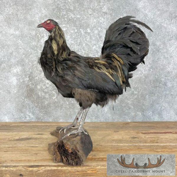 Domestic Chicken Taxidermy Mount For Sale - Image 8