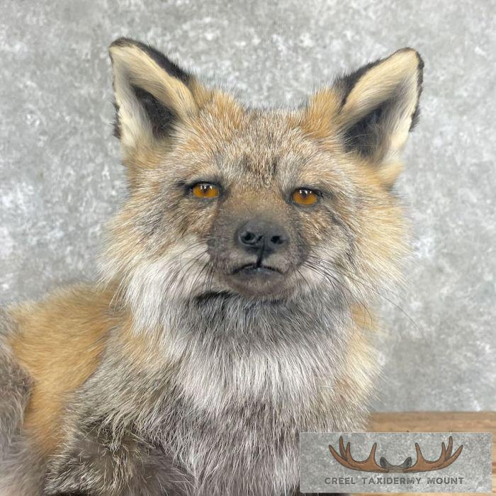 Tri Color Cross Fox Taxidermy Mount For Sale - Image 2