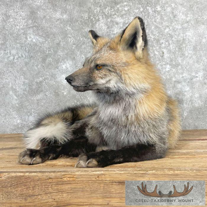 Tri Color Cross Fox Taxidermy Mount For Sale - Image 3