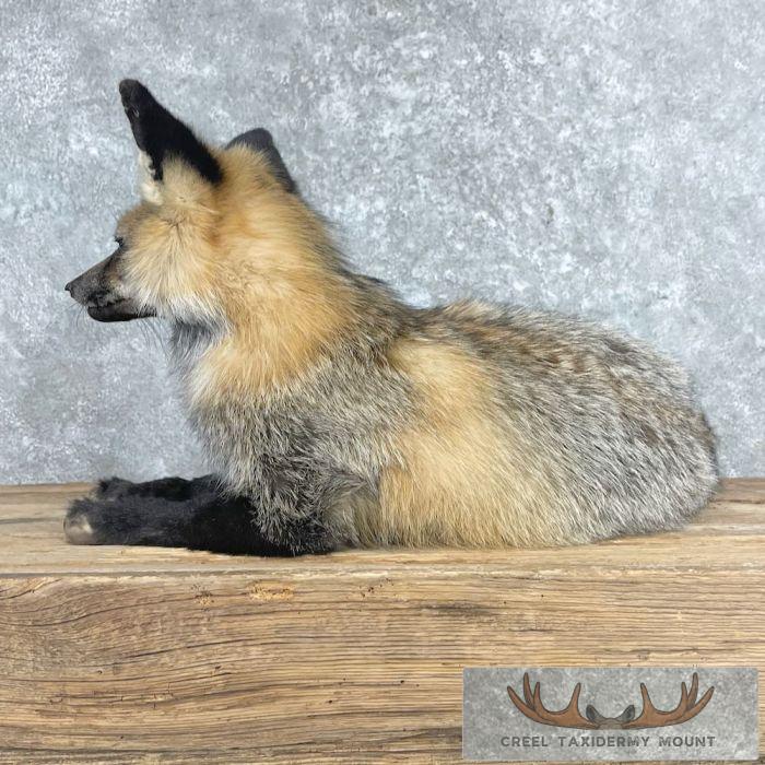 Tri Color Cross Fox Taxidermy Mount For Sale - Image 4
