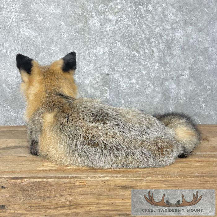 Tri Color Cross Fox Taxidermy Mount For Sale - Image 5