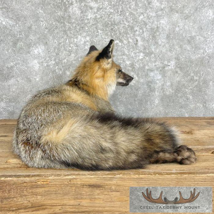 Tri Color Cross Fox Taxidermy Mount For Sale - Image 6