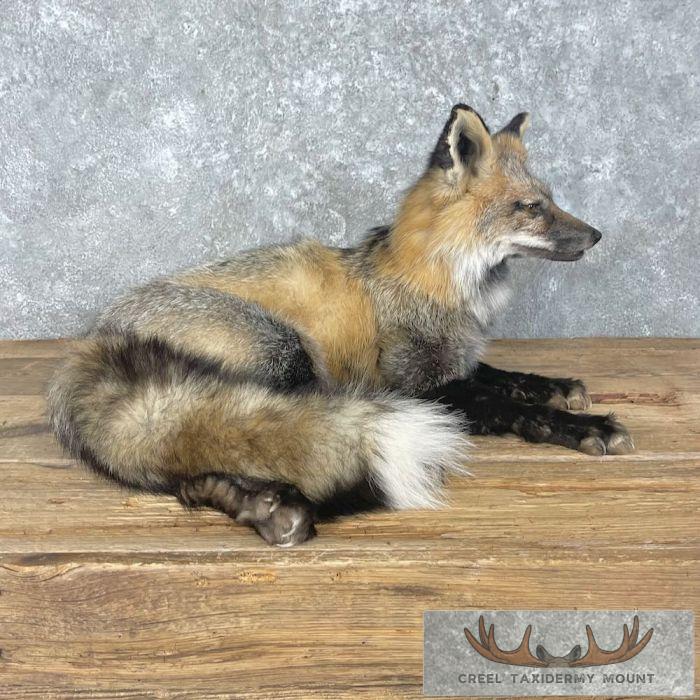 Tri Color Cross Fox Taxidermy Mount For Sale - Image 7