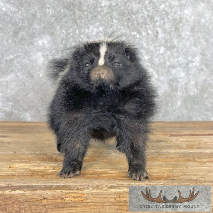 Striped Skunk Life-Size Taxidermy Mount For Sale - Image 2