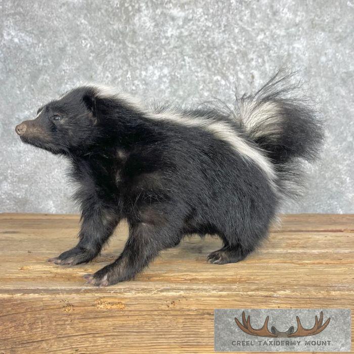 Striped Skunk Life-Size Taxidermy Mount For Sale - Image 3
