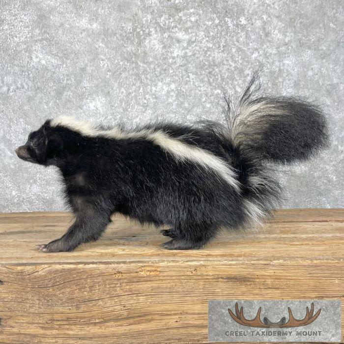 Striped Skunk Life-Size Taxidermy Mount For Sale - Image 4