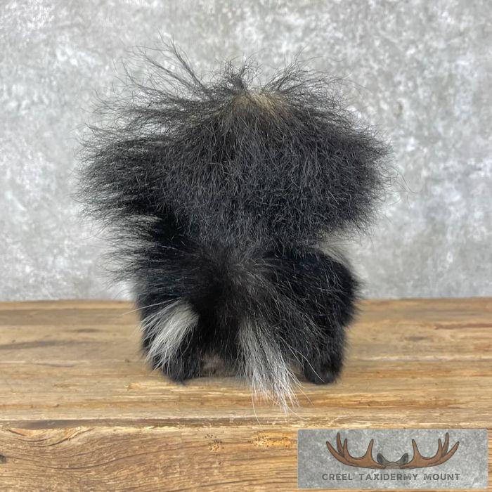 Striped Skunk Life-Size Taxidermy Mount For Sale - Image 5
