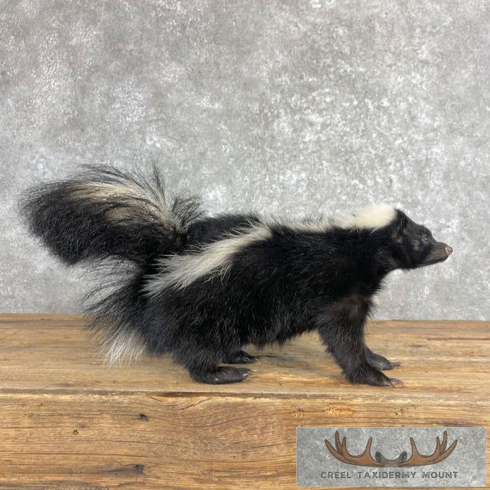 Striped Skunk Life-Size Taxidermy Mount For Sale - Image 6