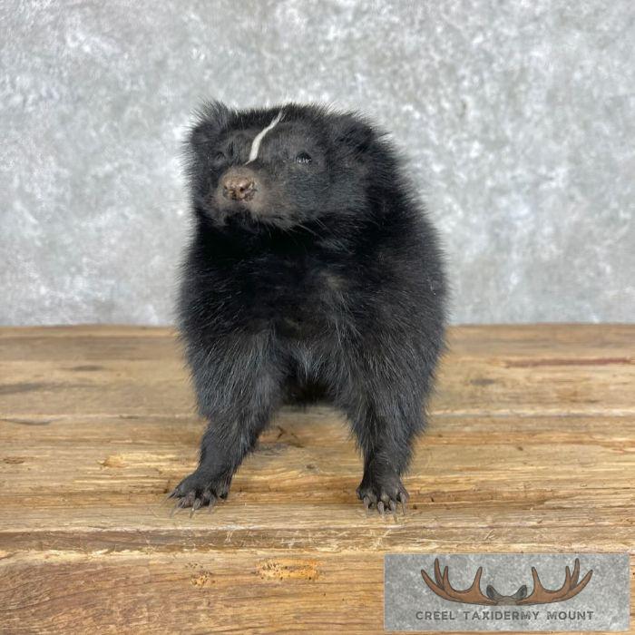 Striped Skunk Life-Size Taxidermy Mount For Sale - Image 2