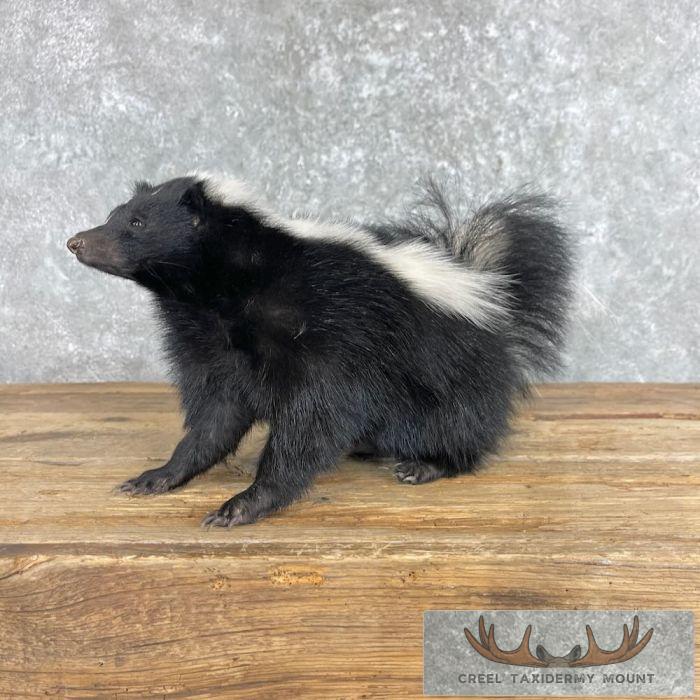 Striped Skunk Life-Size Taxidermy Mount For Sale - Image 3