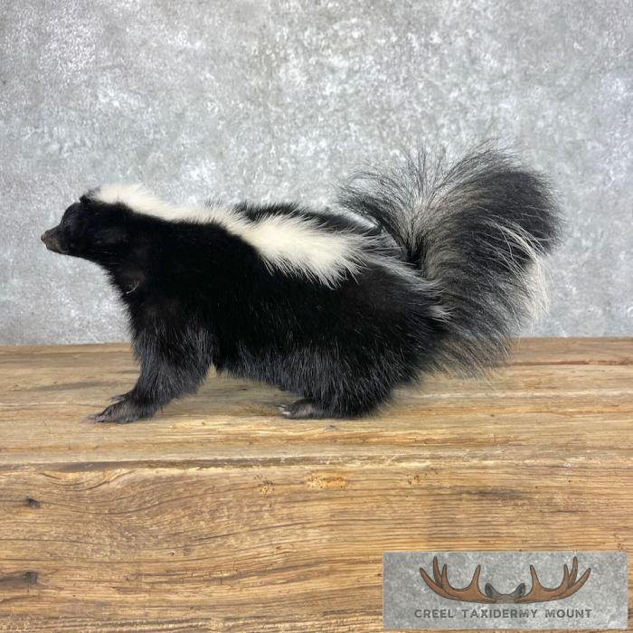 Striped Skunk Life-Size Taxidermy Mount For Sale - Image 4