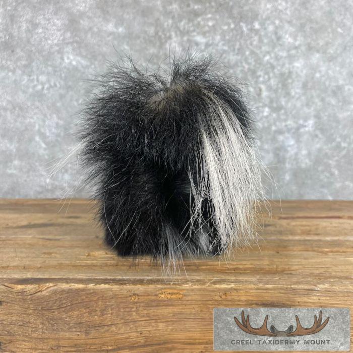 Striped Skunk Life-Size Taxidermy Mount For Sale - Image 5