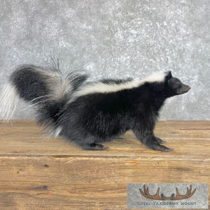 Striped Skunk Life-Size Taxidermy Mount For Sale - Image 7