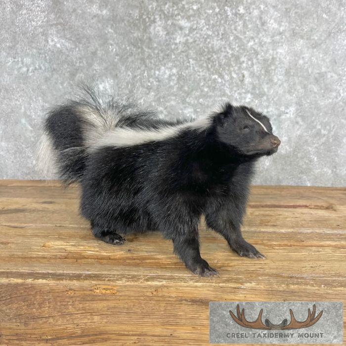 Striped Skunk Life-Size Taxidermy Mount For Sale - Image 6