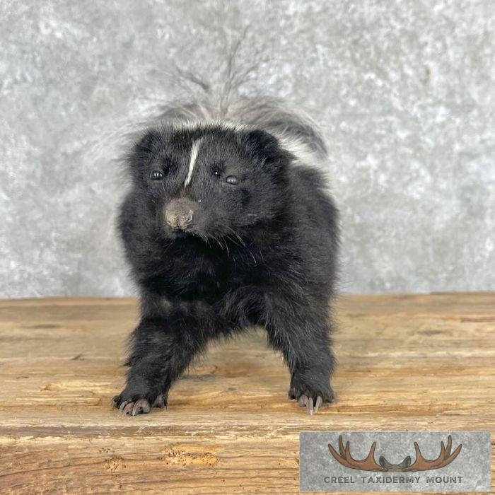 Striped Skunk Life-Size Taxidermy Mount For Sale - Image 2