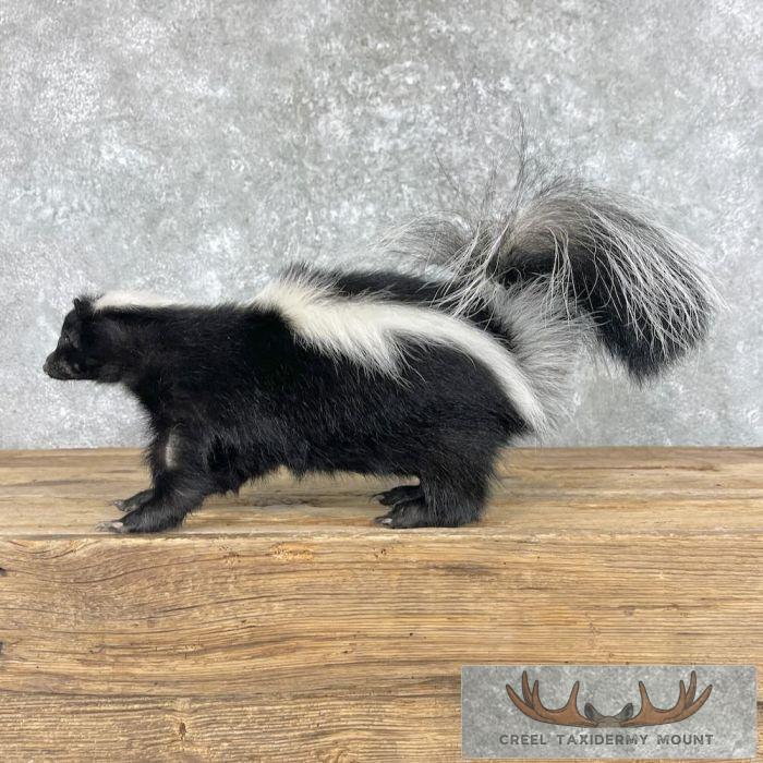 Striped Skunk Life-Size Taxidermy Mount For Sale - Image 4